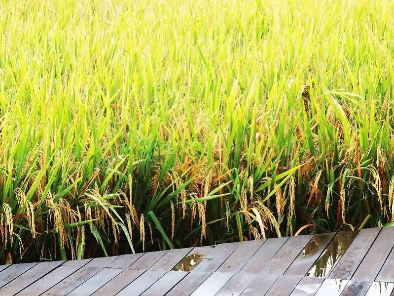 ゲストハウス Bening Bungalow ウブド